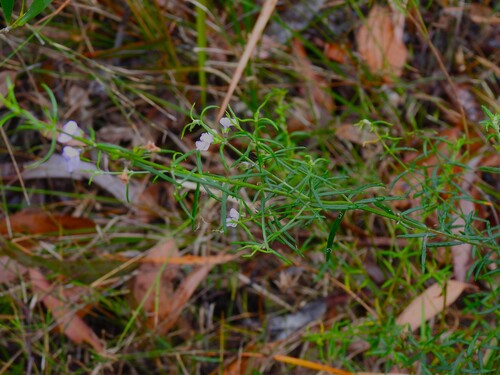 Westringia eremicola observed 2026-10-15
