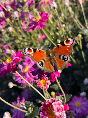 European Peacock Butterfly
