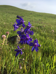 Delphinium hesperium