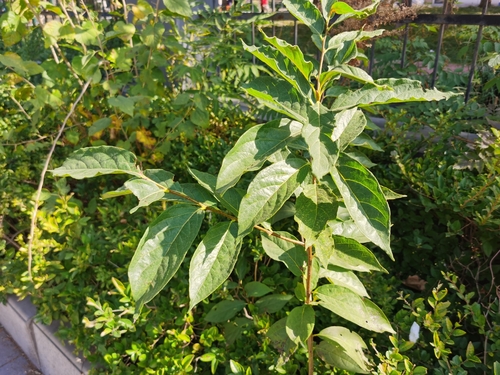 Diospyros lotus observed 2026-10-15