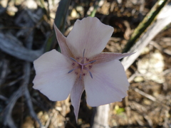 Calochortus umbellatus