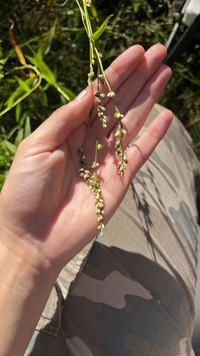 Persicaria punctata observed 2026-10-13