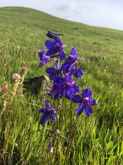 Delphinium hesperium