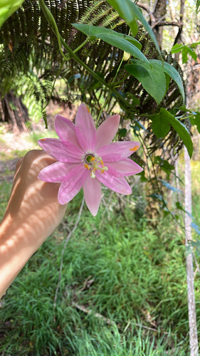 Passiflora tarminiana observed 2026-10-13