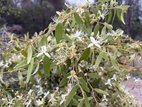 Capparis lasiantha observed 2026-10-15