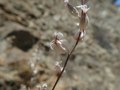 Streptanthus glandulosus albidus