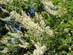 Ceanothus integerrimus macrothyrsus