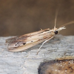 Ancylostomia stercorea