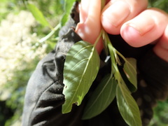 Ceanothus integerrimus macrothyrsus