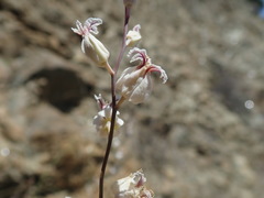 Streptanthus glandulosus albidus