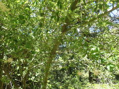 Ceanothus integerrimus macrothyrsus