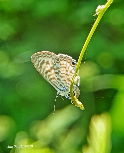 Cassidula observed 2026-10-09