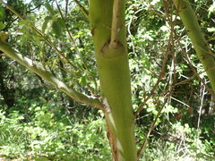 Ceanothus integerrimus macrothyrsus