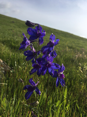 Delphinium hesperium
