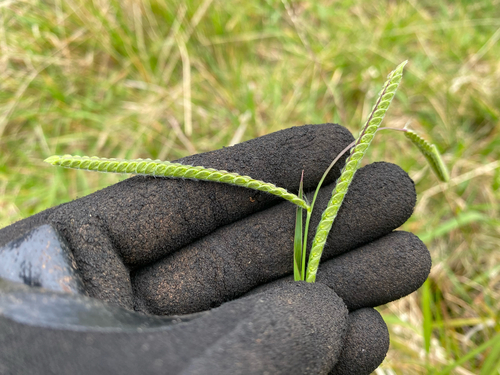 Paspalum dilatatum observed 2026-10-14