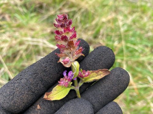 Prunella vulgaris observed 2026-10-14
