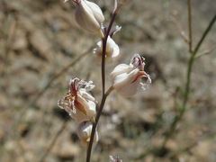 Streptanthus glandulosus albidus