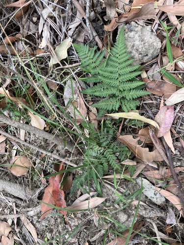 Hypolepis muelleri observed 2026-10-15
