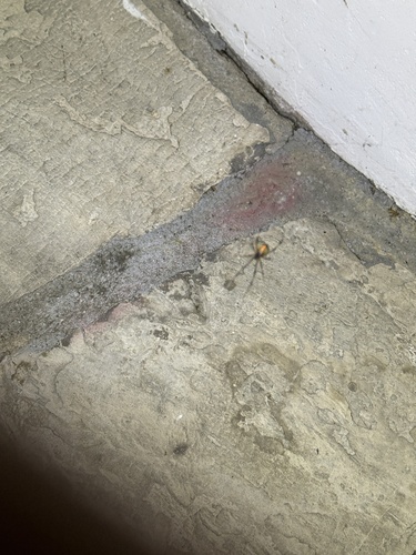 Brown Widow