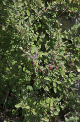 Cotoneaster alaunicus