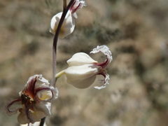 Streptanthus glandulosus albidus