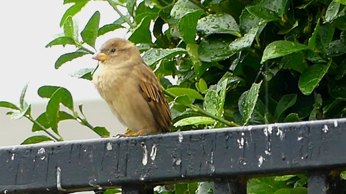 House Sparrow