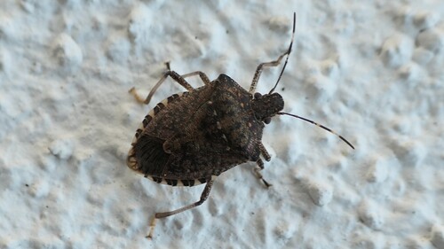 Brown Marmorated Stink Bug