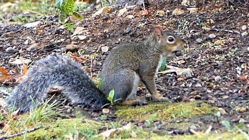 Eastern Gray Squirrel
