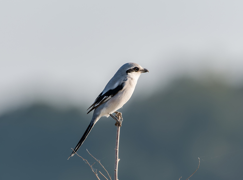 Chinese Grey Shrike