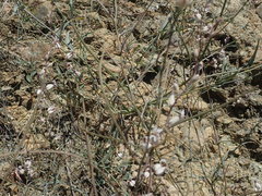 Streptanthus glandulosus albidus