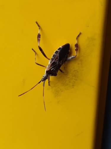 Western Conifer Seed Bug