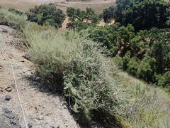 Malacothamnus hallii