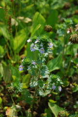 Euphrasia maximowiczii