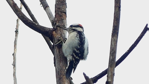 Downy Woodpecker