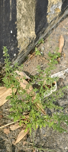 Scoparia dulcis observed 2026-10-15