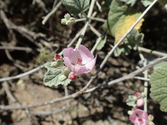 Malacothamnus hallii