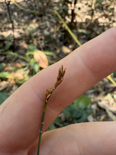 Machaerina juncea observed 2026-10-14