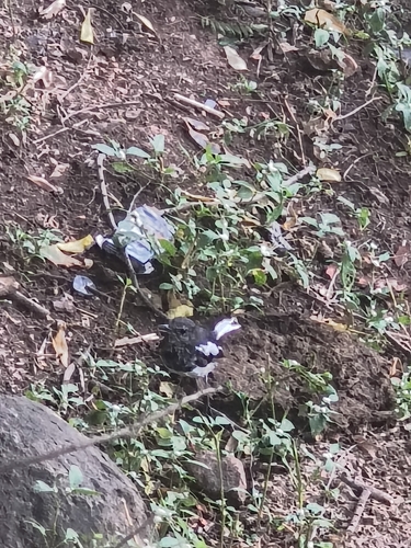 Oriental Magpie-Robin