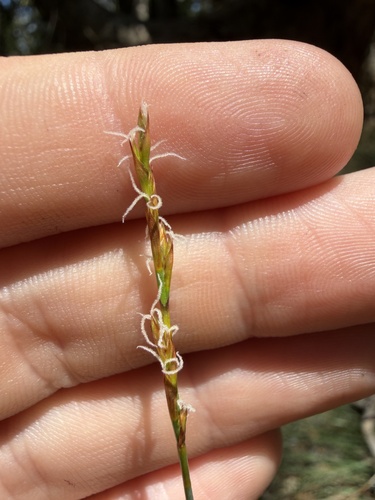Machaerina juncea observed 2026-10-14