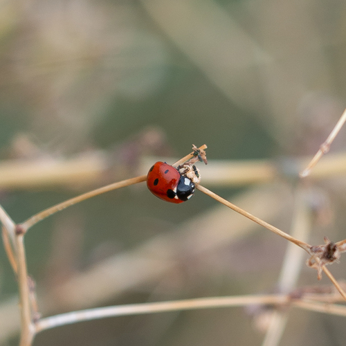 Seven-spotted Lady Beetle