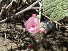 Malacothamnus hallii