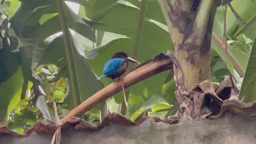 White-throated Kingfisher