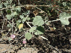 Malacothamnus hallii