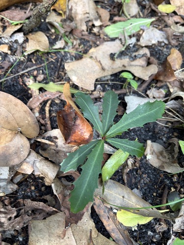 Myrsine variabilis observed 2026-10-14
