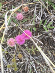 Mimosa microphylla