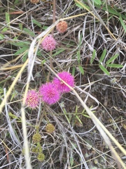 Mimosa microphylla