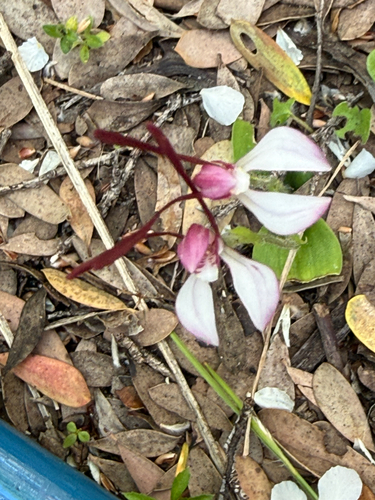 Leptoceras menziesii, 2026-10-15
