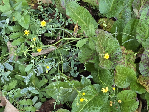 Narrow-leaved Ragwort