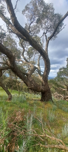 Eucalyptus goniocalyx observed 2026-10-15
