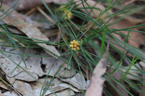 Lomandra glauca observed 2026-10-05